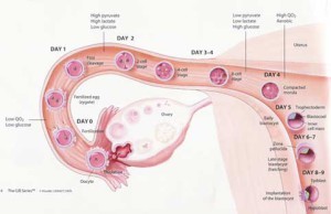 ovulationsummary-of-ovulation-fertijpg-nnealhrc